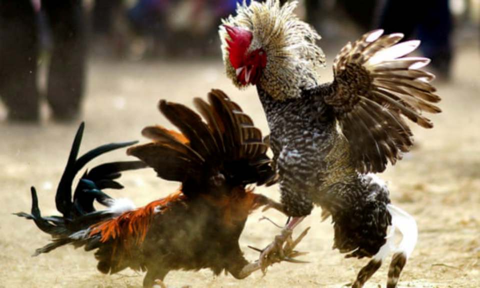 Panduan Main Sabung Ayam • cara cepet bagi yang ingin, pengen dan mau